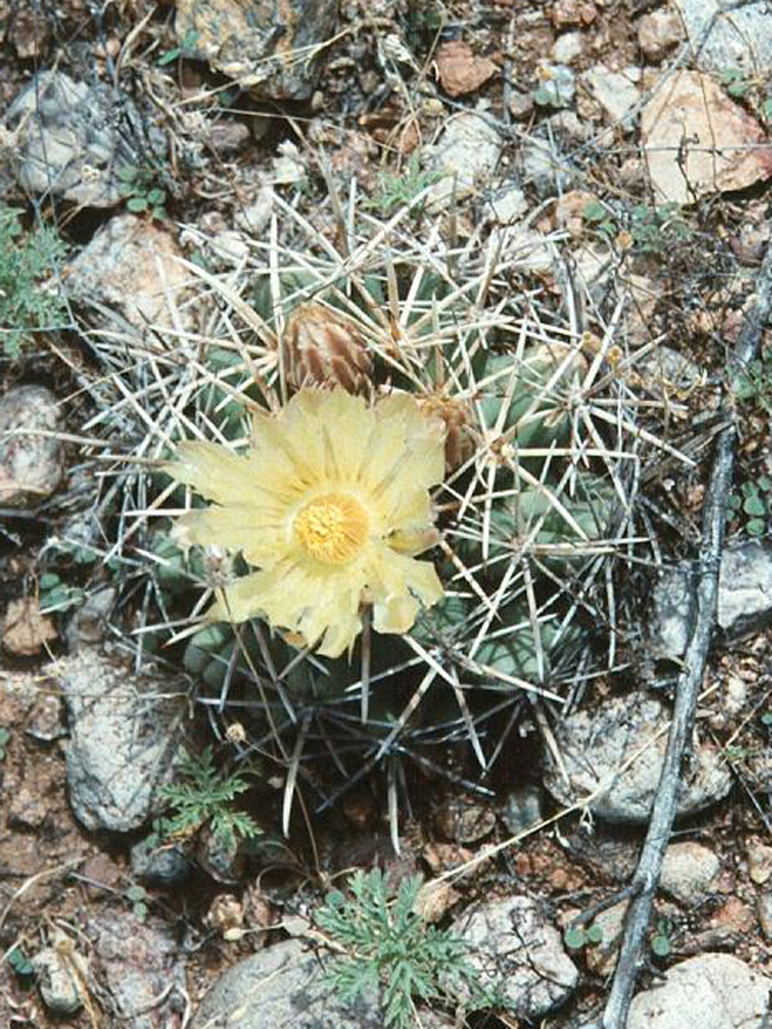 Cactus Pima Pineapple