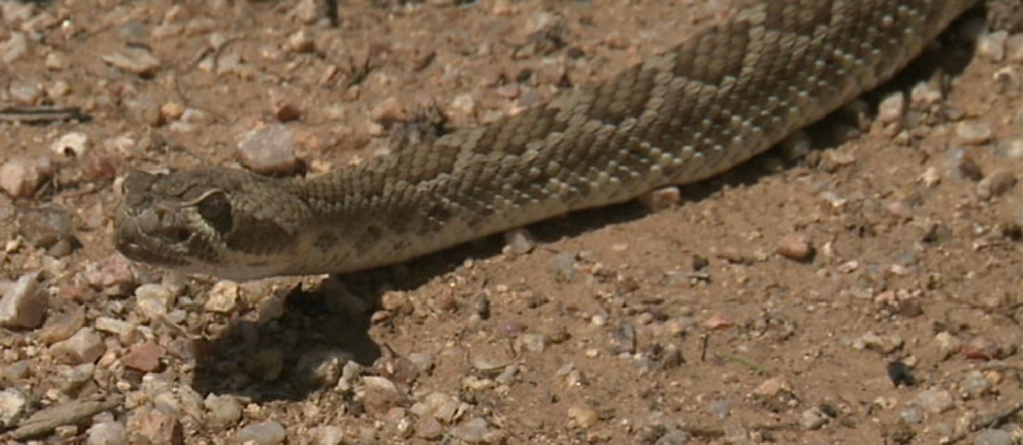 Rattlesnake bites see highest rate in three years Cronkite News