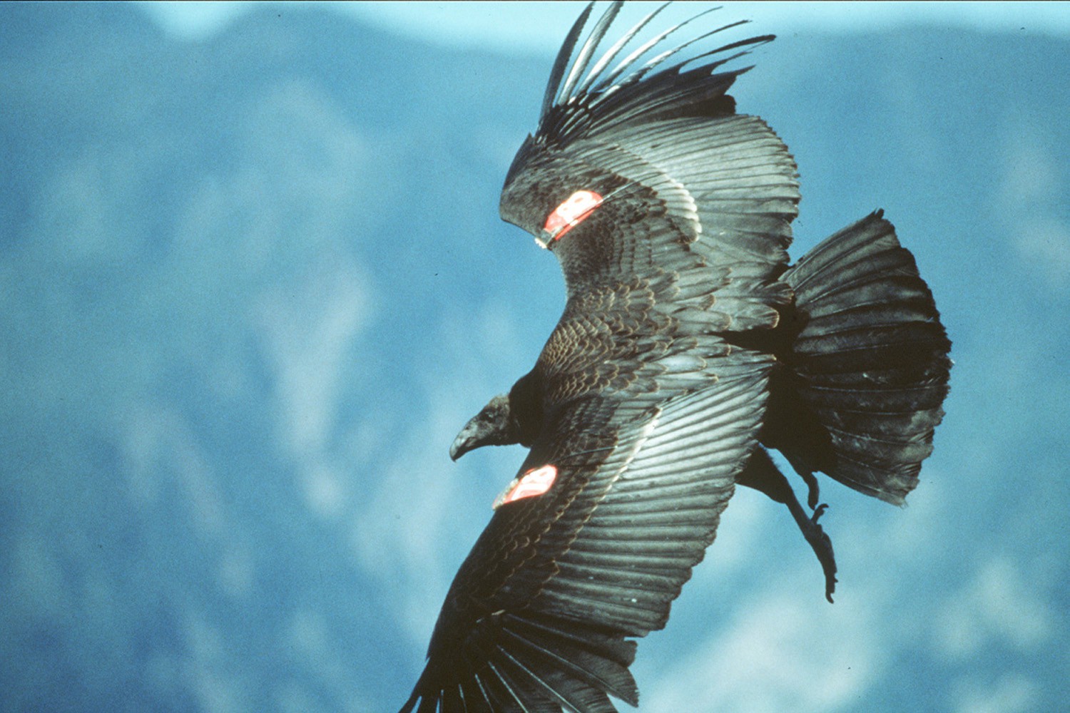 Environmentalists sue to block lead ammo they say threatens condors