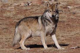 A Mexican gray wolf at the Sevilleta Wolf Management Facility in New Mexico in 2011. Efforts to reintroduce the animals in Arizona and New Mexico have met with limited success - there are currently just 58 in the wild in the two states.