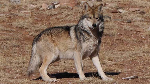 Conservation group sues feds to speed up Mexican gray wolf