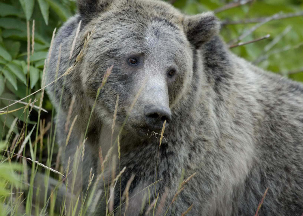 Conservationists push plan to reintroduce grizzly bears in Southwest \u2013 Cronkite News