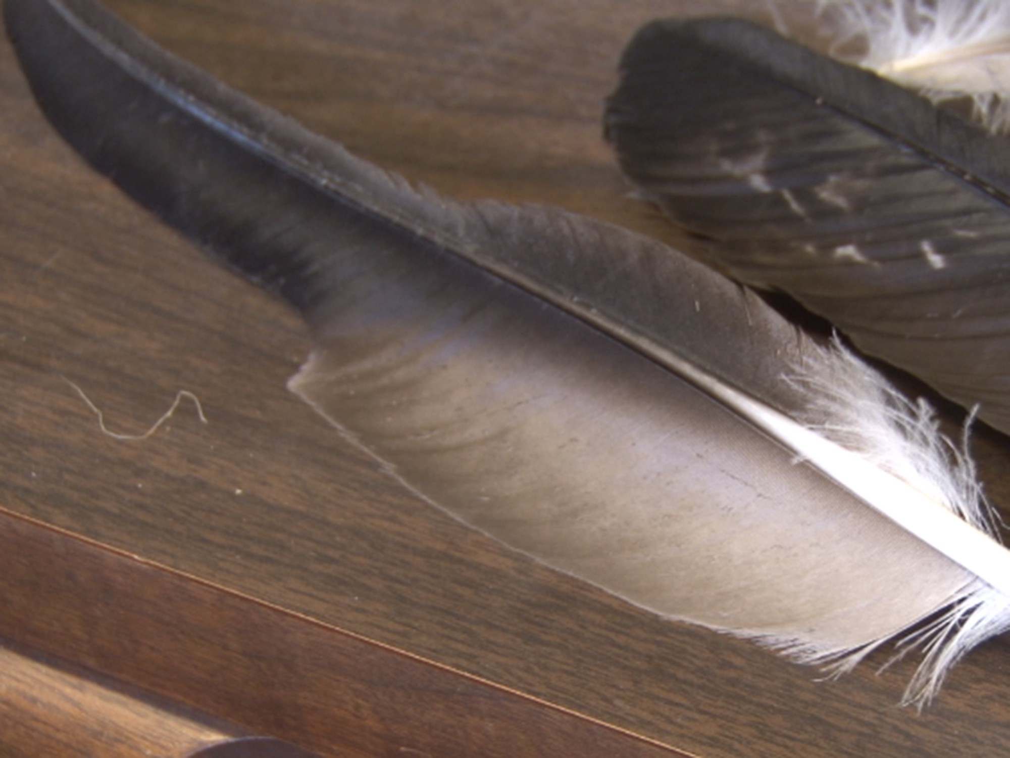 For hundreds of years, Native Americans have used eagle feathers for ...