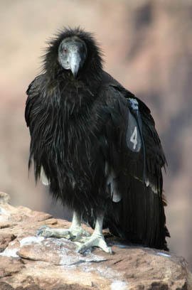 A young California condor at Grand Canyon National Park.