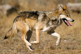 Federal officials began reintroducing the Mexican gray wolf to Arizona in 1998.