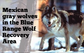 Click on the image to see how the population of Mexican gray wolves has changed in the Blue Range Wolf Recovery Area in the years since the reintroduction efforts began.