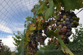 Wine grapes ripen at the Page Springs Cellars and Vineyard in Cornville.