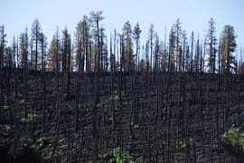 The Wallow Fire, the largest wildfire in state history, burned through this area of the Apache-Sitgreaves National Forest in eastern Arizona. A U.S. Forest Service report says 