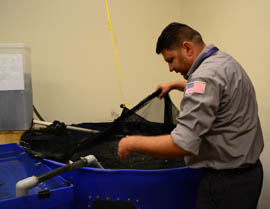 David Guerrieri, field supervisor for the Maricopa County Environmental Services Department's Vector Control Division, works with larvae-eating fish to reduce the spread of mosquito-borne illnesses. A 1-to-2 inch fish, the gambusia can consume several hundred larvae in one day.