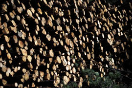 A pile of logs, stripped of branches and cut to size, awaits transport near Halls Ranch within Apache-Sitgreaves National Forest in eastern Arizona's White Mountains.