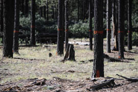 Trees marked with orange paint are supposed to be left behind by lumber companies timbering in the Apache-Sitgreaves National Forest.
