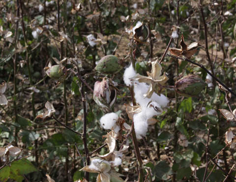 Upland cotton bolls