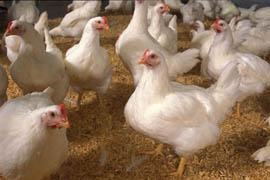 In addition to treating diseases and infections in food producing animals such as chickens seen here, antibiotics such as cephalosporins are also used to prevent illnesses. The use of antibiotics for the disease-fighting technique is a controversial issue.