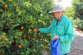 Richard Gilman, a visitor from Washington, picks citrus on the Field to Feast tour.