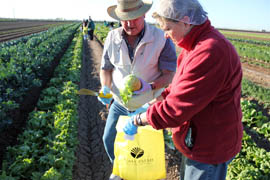 Holly and Gary Liddiard, winter visitors from British Columbia, harvest a lettuce head from the field.