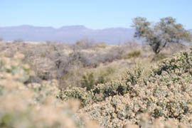 A view of the mountains at Oracle State Park, which is about 40 miles north of Tucson. The state park is reopening after two years of closure.