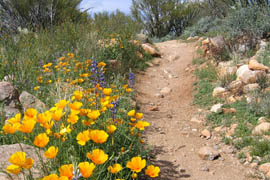 Poppies make this trail in Catalina State Park north of Tucson a magnet for hikers.