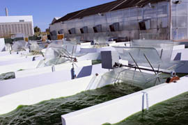 Rotating fans keep the water moving to promote algae growth.