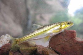 The spikedace is one of two Arizona fish declared endangered species, which officials say have been reduced to less than 20 percent of their historic range from central and eastern Arizona into New Mexico.