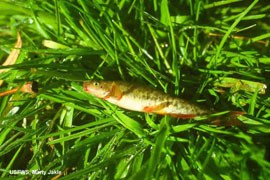 Regulators said the loach minnow, here, and the spikedace face threats from loss of habitat abd competition from nonnative species. The fishes' status was downgraded from threatened to endangered.