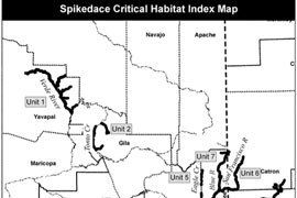 More than 600 miles of waterways in Arizona and New Mexico, shown above, have been declared critical habitat for the spikedace, a 3-inch fish that is now an endangered species.