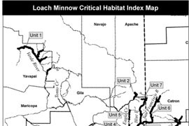 The newly endangered loach minnow would be protected in more than 600 miles of streams and rivers in Arizona and New Mexico. All told, critical habitat for it and the spikedace would total more than 700 miles.