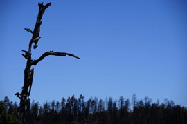 Charred remains of trees are all that is left in some areas just beyond the Big Lake Recreation Area within the White Mountains of eastern Arizona following the Wallow Fire.
