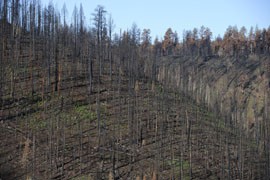 The charred remains of the Wallow Fire, which started May 29, 2011, and was declared 100 percent contained on July 8, 2011.