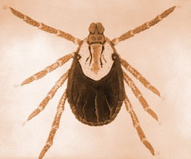 Pictured is a female American dog tick,  a species known to carry the bacteria responsible for Rocky Mountain Spotted Fever.