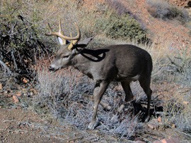 A male deer is captured by a remote-control camera at Arizona's Tonto National Monument.