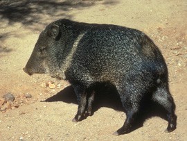 The javelina is a game species in Arizona.