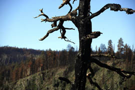 Charred remains of trees dot the area just beyond the Big Lake Recreation Area in eastern Arizona in the wake of the Wallow Fire.
