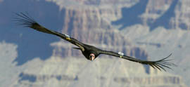 A California condor soars over the Grand Canyon.