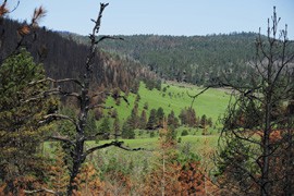 Charred remnants of forest are all that is left behind in some areas of Apache County where last year's Wallow Fire ravaged.