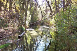 Haunted Canyon, a short distance from its confluence with Pinto Creek. State officials recently expressed concern about the temperature water being pumped back into the canyon by a nearby mine.