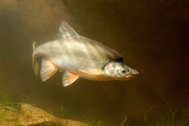 The endangered humpback chub, here, is threatened in the Colorado River by non-native species like trout, wildlife officials say.