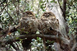 Mexican spotted owls, shown here in a file photo, are known to inhabit woodlands, forests and canyons. A nesting pair and owlet were reportedly sighted in Miller Canyon outside Tombstone.
