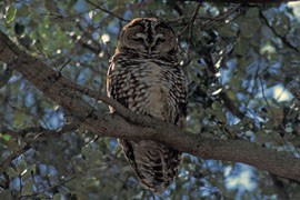 The Mexican spotted owl, listed by the government as a threatened species, may have been spotted near an area where Tombstone officials had hoped to do repair work on their damaged water lines.