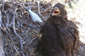 Environmental groups claim that bald eagles in the Sonoran Desert, like the juvenile bird shown here, are a distinct subspecies and should be protected as an endangered speces, even though the birds were removed from that list several years ago.