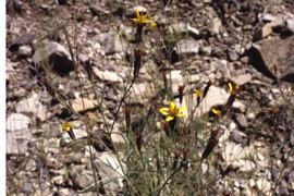 Environmentalists claim that beardless chinch weed is one of many species near the proposed Rosemont Copper mine in need of protection. The U.S. Fish and Wildlife Service is studying the plant.