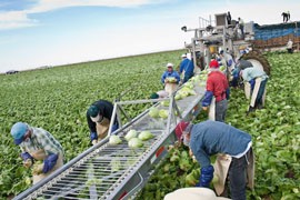 Migrant workers from Mexico pick, core and pack lettuce in a Yuma farm field in this 2011 photo. Agriculture is the biggest user of Colorado River water in Arizona by far.
