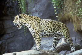 Federal officials have identified more than 800,000 acres in southeastern Arizona and New Mexico as a habitat for the endangered jaguar.