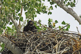 A young bald eagle sits in a man-made nest created by the Arizona Game and Fish Department to lure a breeding pair away from a diseased nest.
