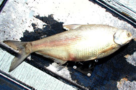 One of the gizzard shad found dead last month in Roosevelt Lake. State officials say dozens of fish died from a toxin produced by golden algae, an acquatic invasive species.