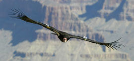 A California condor spreads its wings as it flies over the Grand Canyon. Conservation groups say the use of lead ammunition in the Kaibab National Forest could poison condors and other animals.