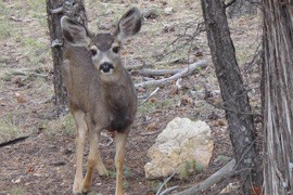 A mule deer near the Grand Canyon. An Arizona Game and Fish Department Program urges hunters to turn in heads of big game so officials can test the tissue for chronic wasting disease.