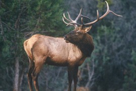 While it's present in Utah and New Mexico, chronic wasting disease has yet to be detected among big game animals, such as elk, in Arizona.