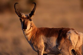 The Sonoran pronghorn has been identified by conservationists as one of the species most threatened by water loss in the U.S. Officials estimate that there are only about 500 of the animals left in the wild.