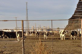 A cattle feedlot and, in the background, an ethanol plant and grain mill, which are near an air-quality monitor the registers unusually high particulate pollution. Maricopa City officials blame the location of the monitor; health officials say it's still pollution and needs to be corrected.