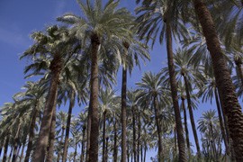 The federal government decided to rejected classifying the Arcadia-area neighborhood's black sphinx date palm trees as endangered shown here in a file photo.